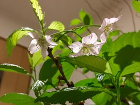 お正月の桜。緑の葉が初々しかったので飾っておいたら、なんと2月末に2度目の花が咲きました！