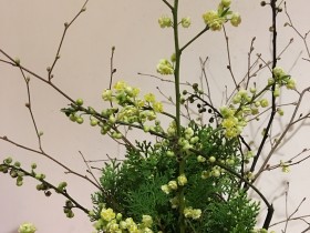 「青文字」の花です。とても春らしく素敵です。