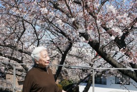 sakura