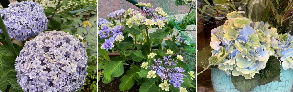 紫陽花3種