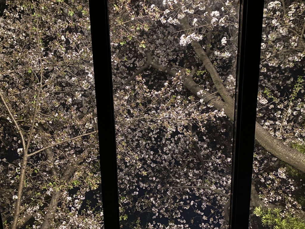 夜桜もなかなかなんです