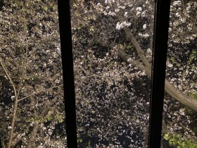 夜桜もなかなかなんです