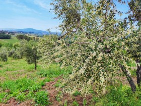 flowering olive trees in castiglioni