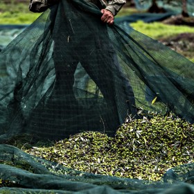 man harvesting in remole