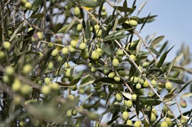 olive in remole